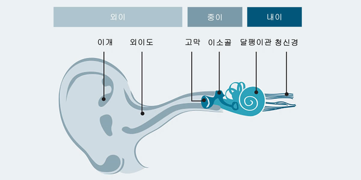 사람 귀 구조